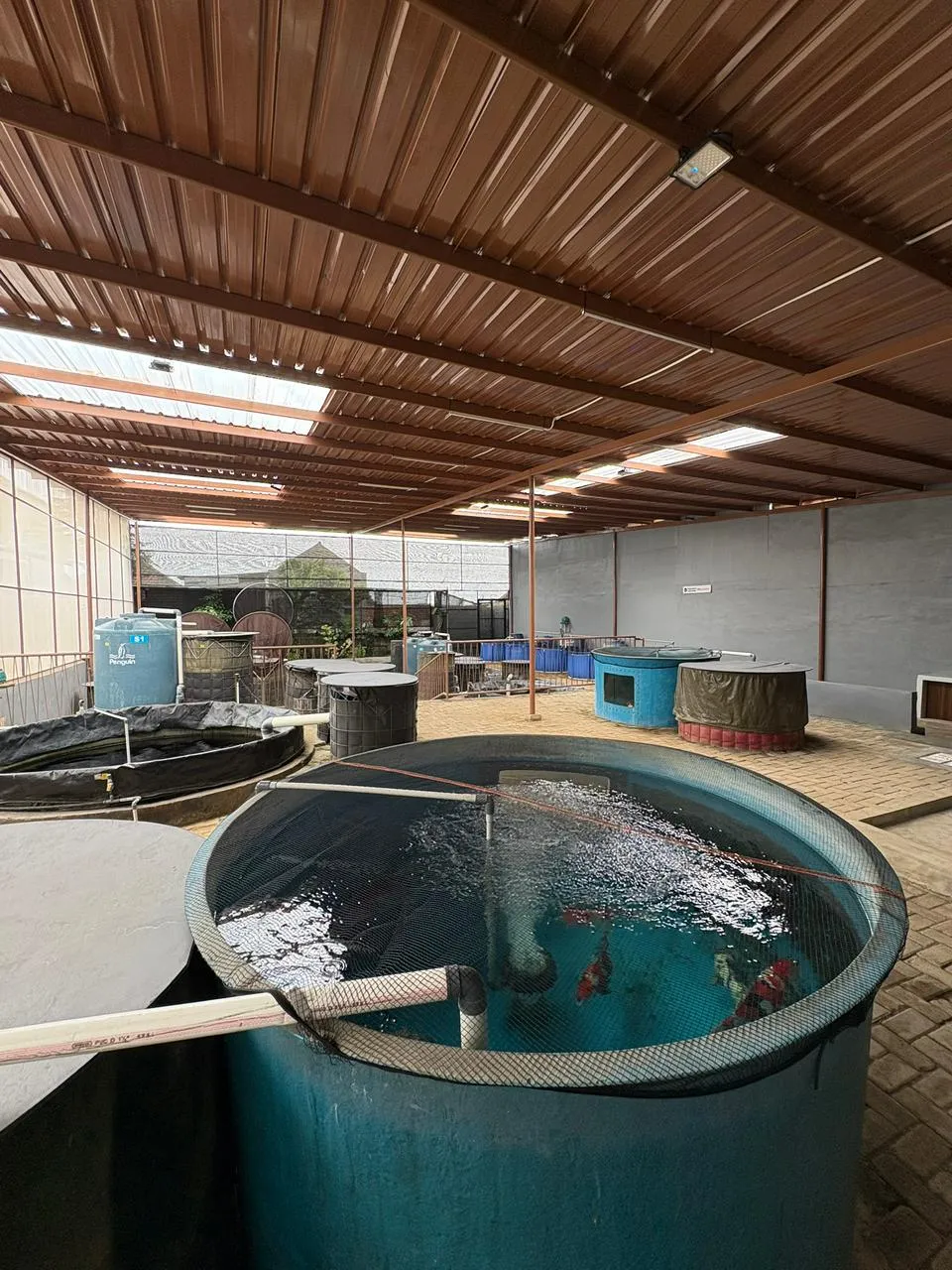 GreenHouse Display Koi Nation