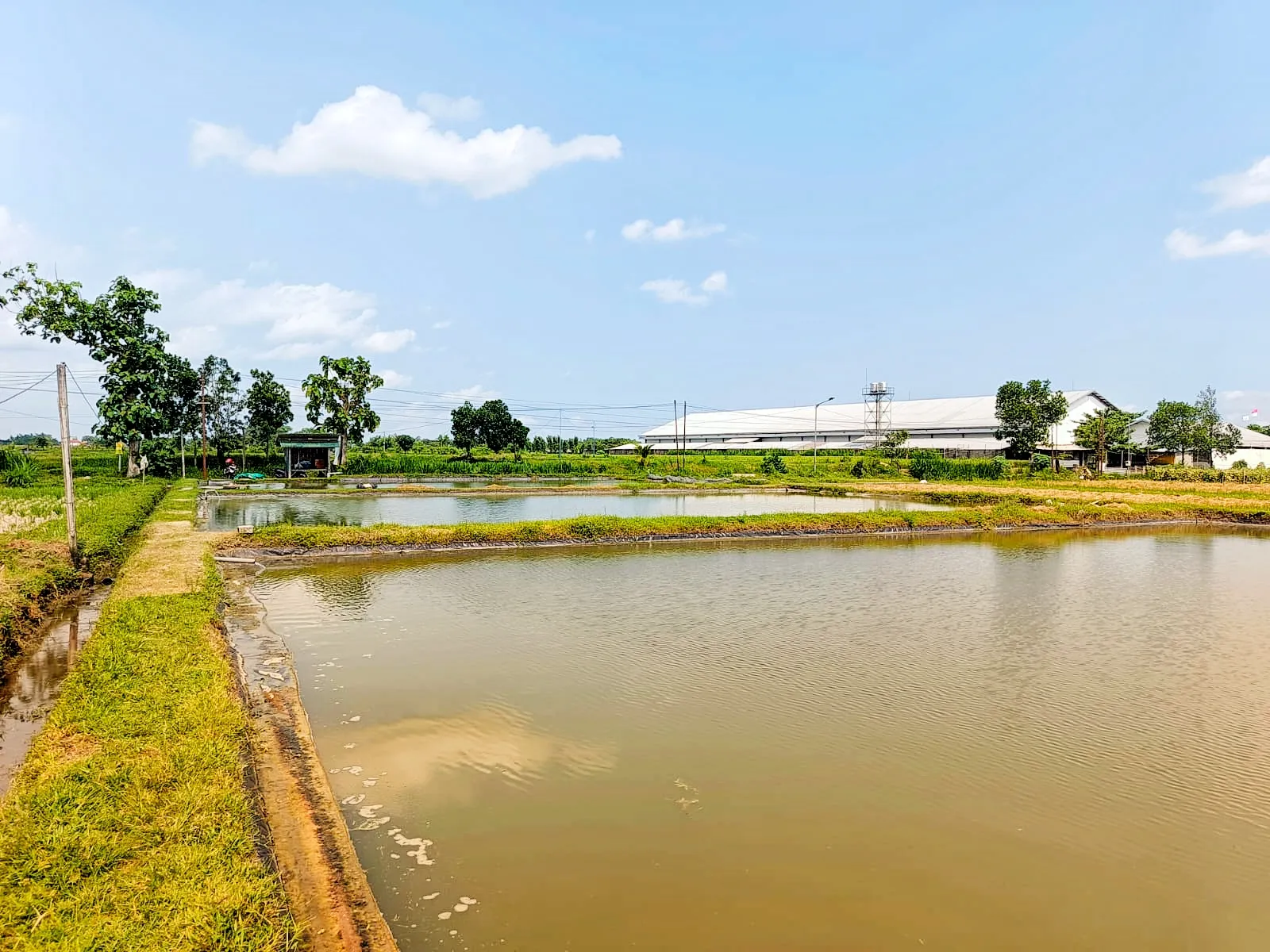 Summer Mud Pond Koi Nation
